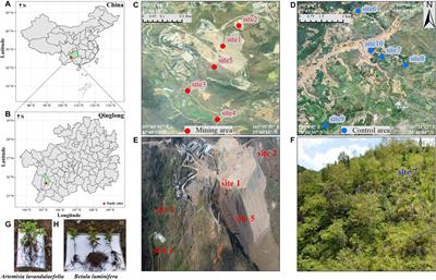 Enriched rhizospheric functional microbiome may enhance adaptability of Artemisia lavandulaefolia and Betula luminifera in antimony mining areas